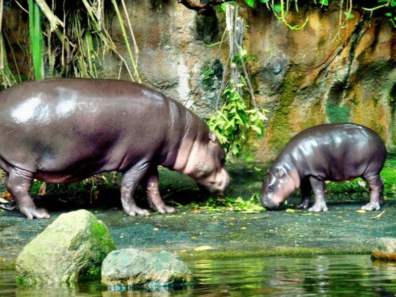 Бегемот (лат. hippopotamus amphibius): фото, описание, питание, характер и особенности гиппопотама, враги