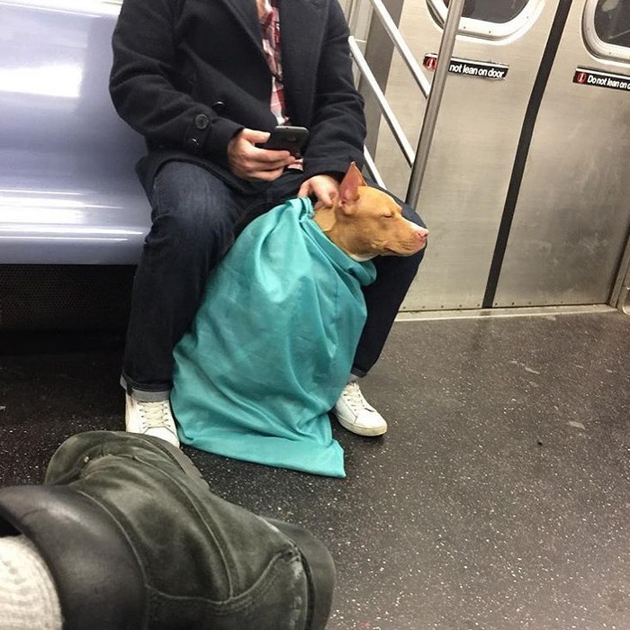 Как перевозить собак в поезде? правила перевозки собак по россии. какие документы нужно собрать для щенка и больших собак?
