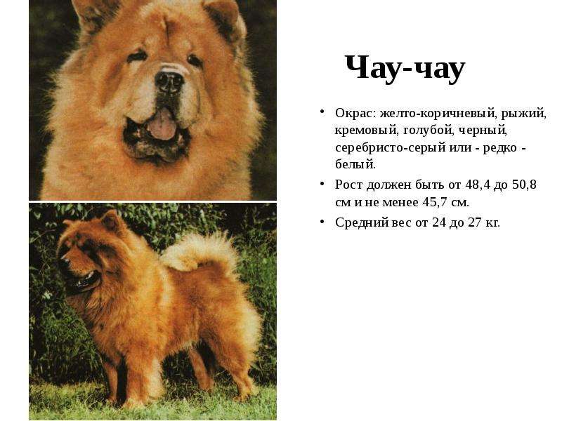 Чау-чау — порода собак