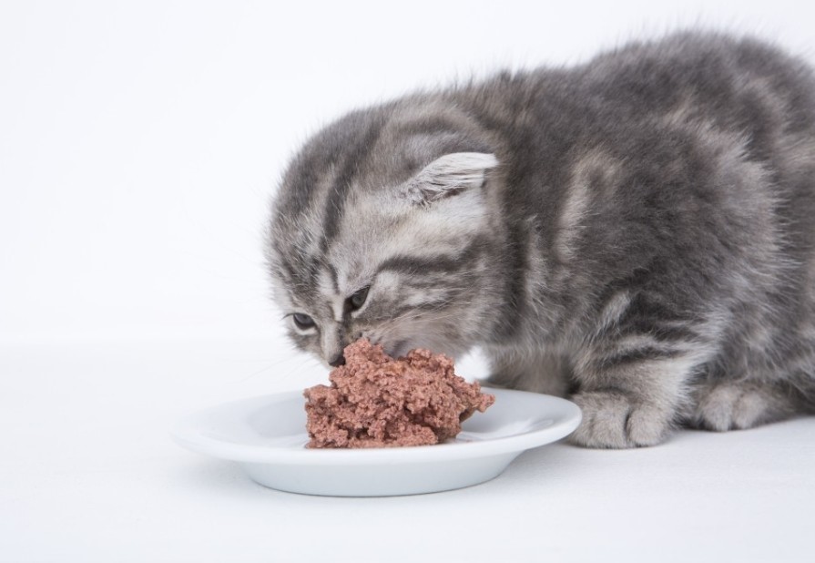 Натуральное питание для кошек: чем кормить котов в домашних условиях? правила кормления натуральным кормом. рецепты пищи для кошек