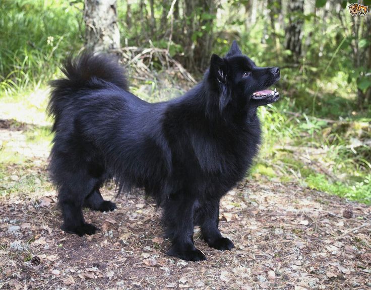 Финский шпиц: описание, стандарт породы, характер и дрессировка собаки, цена щенков, фото
