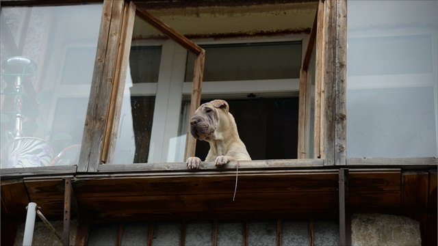 Постоянно воет и лает собака у соседей – что делать и куда жаловаться?