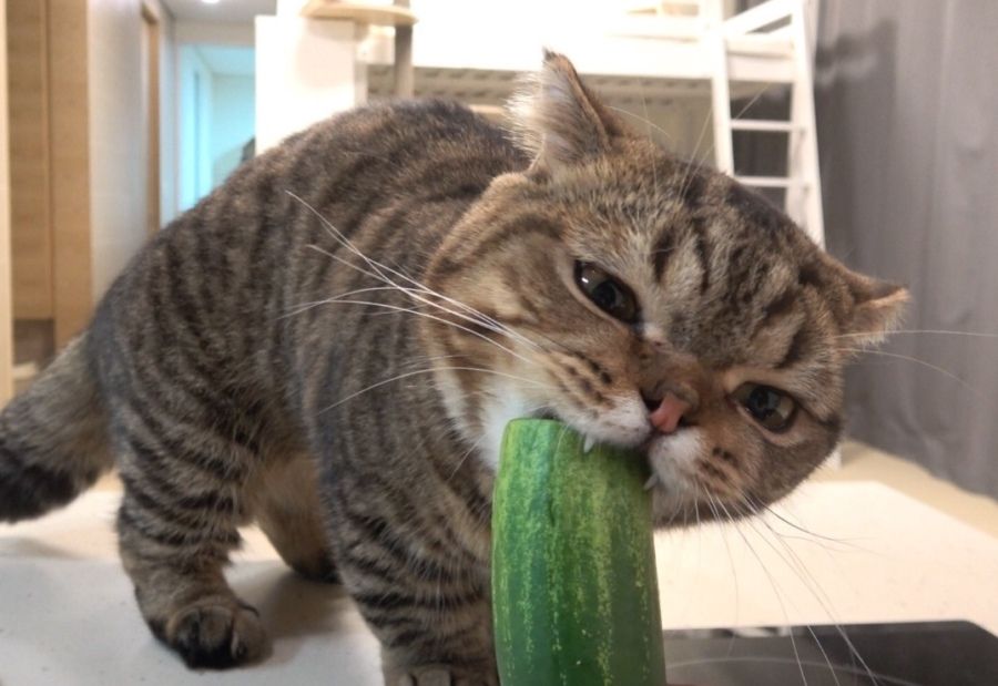Коты против огурцов или как обычный овощ способен напугать гордое животное