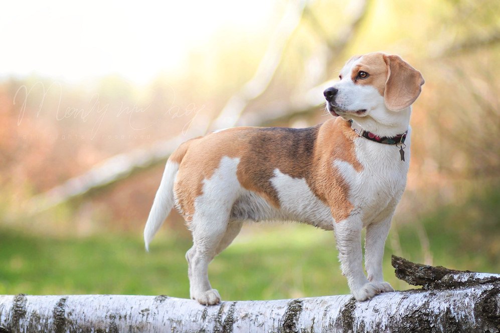 Бигль собака фото, описание породы, цена щенка, отзывы владельцев