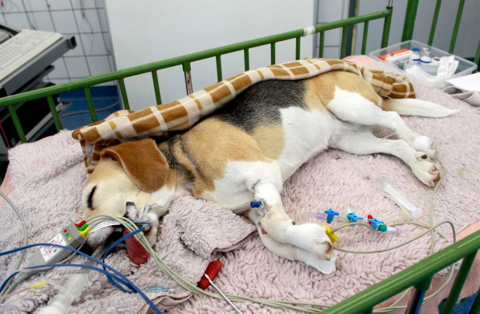 Собака перед операцией. Терапия животных.