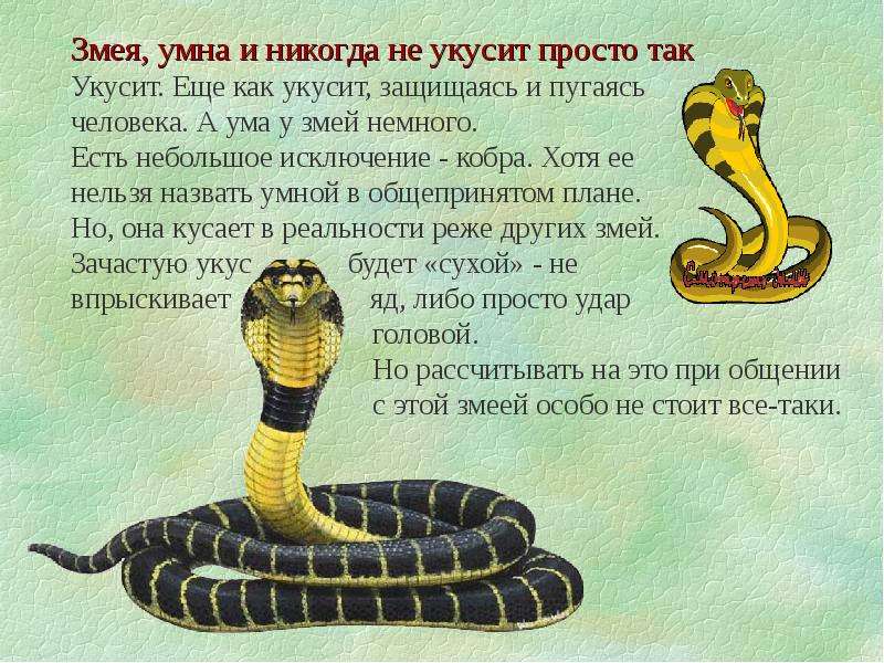 Как содержать змей дома? краткое руководство