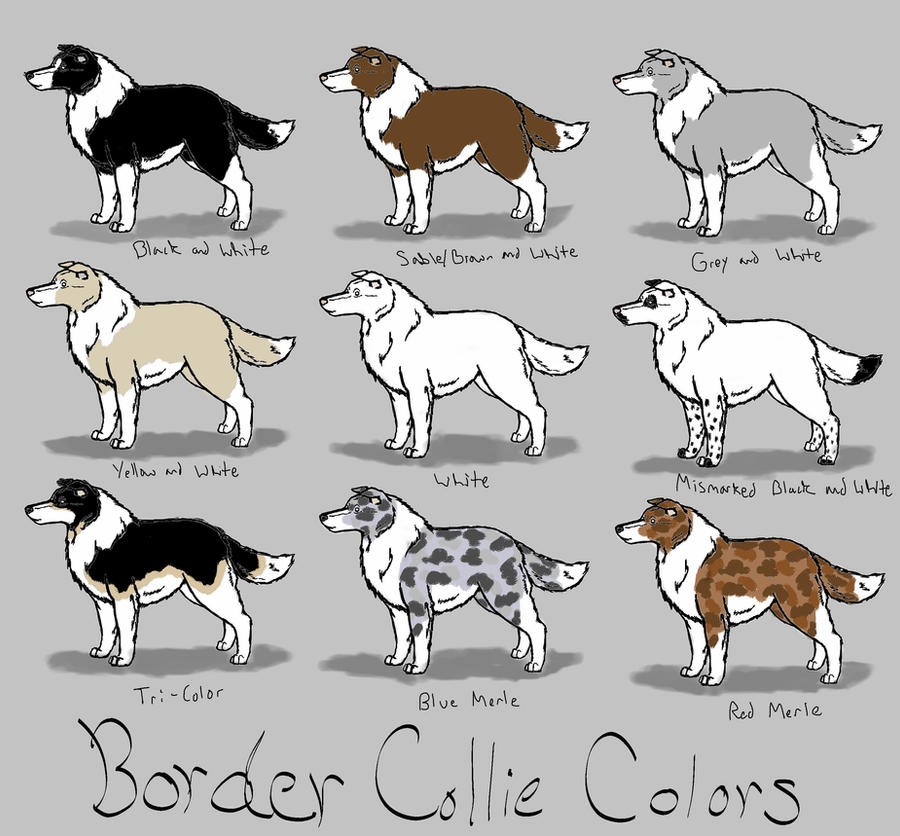 Бордер-колли - порода собак - информация и особенностях | хиллс