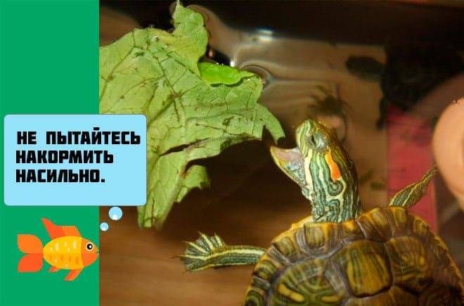 Почему черепаха не ест - основные причины странного поведения