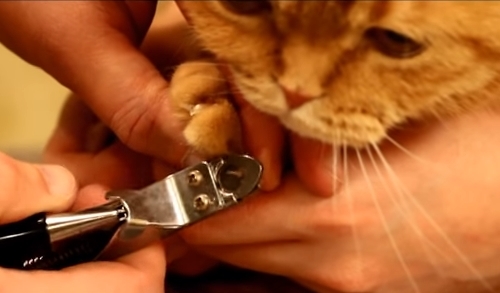 Как подстричь когти кошке?