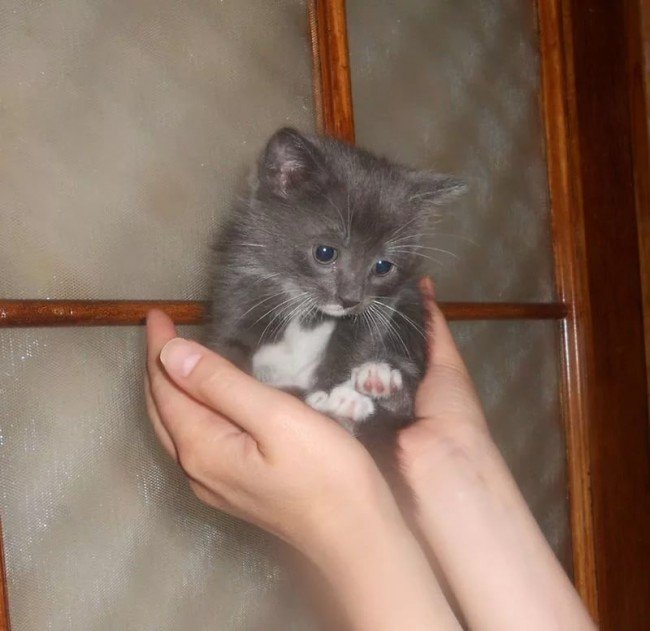 Авито котенок в добрые руки взять. Маленькие котята в хорошие руки. Домашние котята 2 месяца. Котята домашние в добрые руки. Возьму котенка.
