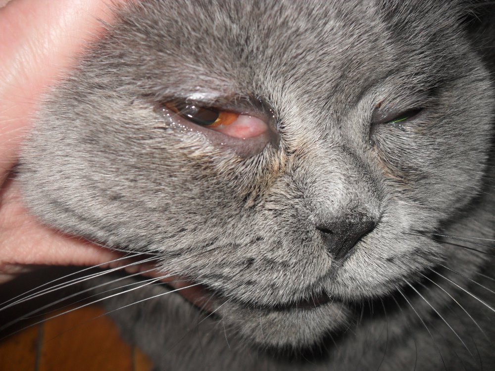 Что делать если у кошки слезятся глаза ?
