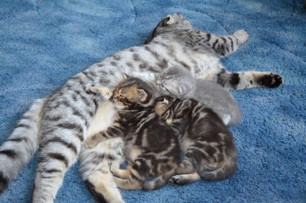 Сколько ходят кошки беременные шотландские вислоухие – срок вынашивания котят, подготовка к родам
