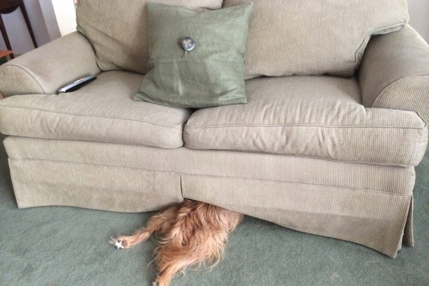Собака под диваном