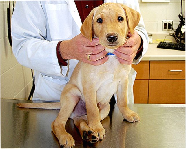 Болезни нервной системы у собак: виды, диагностика | блог ветклиники "беланта"