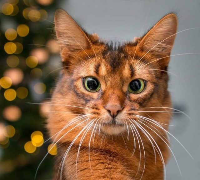 Абиссинская кошка — топ-15 фактов о породе кошек. история выведения, сколько живет, чем питается, как уживается с другими животными (120 фото)