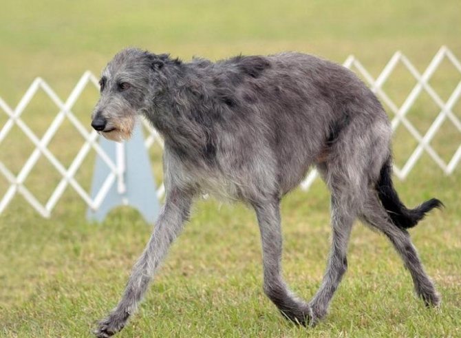 Шотландская борзая (дирхаунд) — описание породы собак