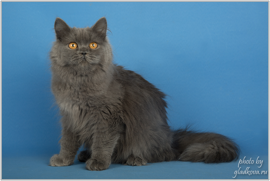 Хайленд-страйты: описание шотландской длинношерстной прямоухой кошки