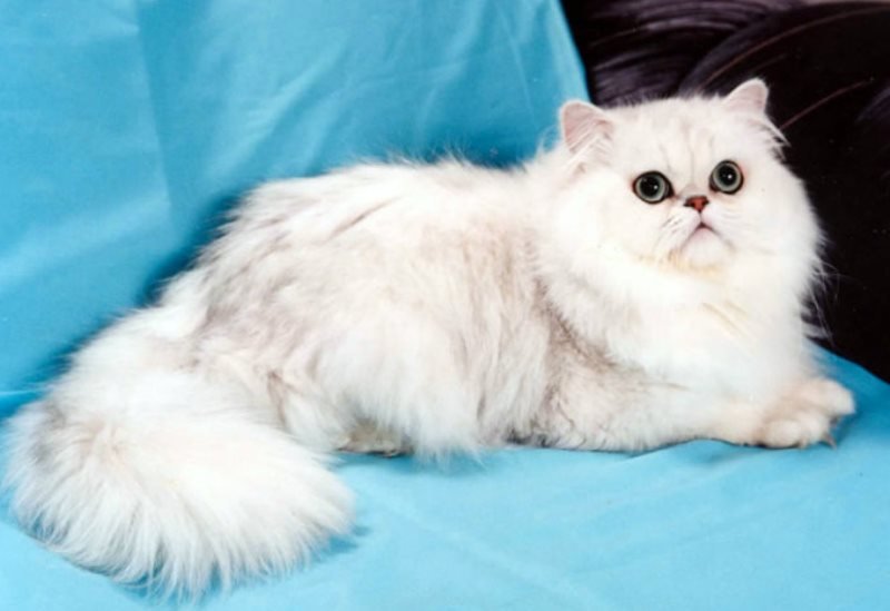 Обладательница самого красивого окраса — кошка породы шиншилла