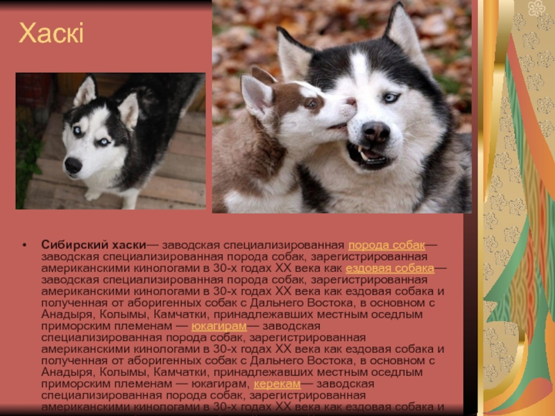 Сибирский хаски (68 фото): описание щенков, характер собак породы хаски. характеристика собак белого и других окрасов. отзывы владельцев