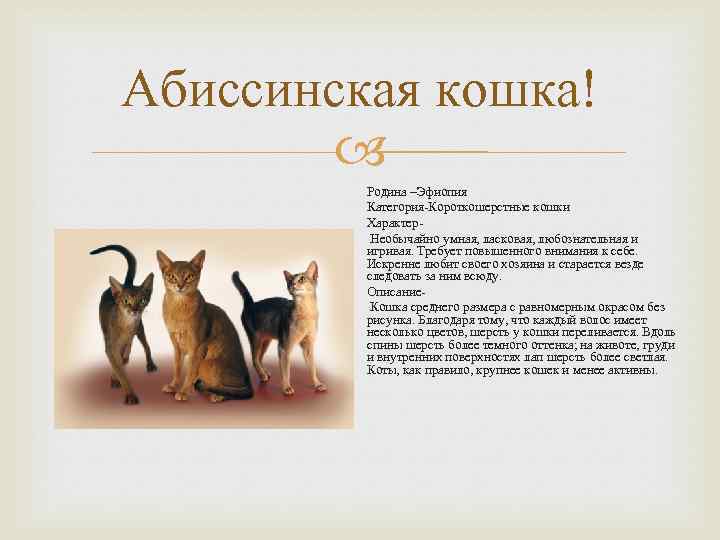 Абиссинская кошка ???? фото, описание, характер, факты, плюсы, минусы кошки ✔