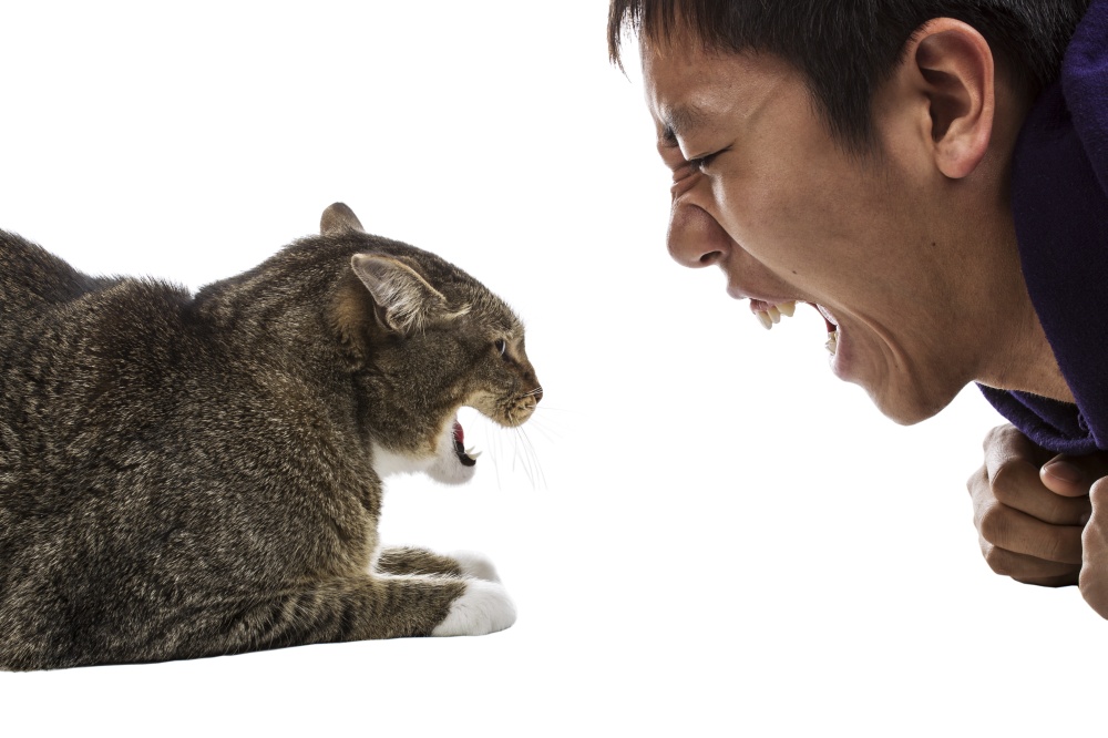 Агрессивная кошка - в чем причины такого поведения