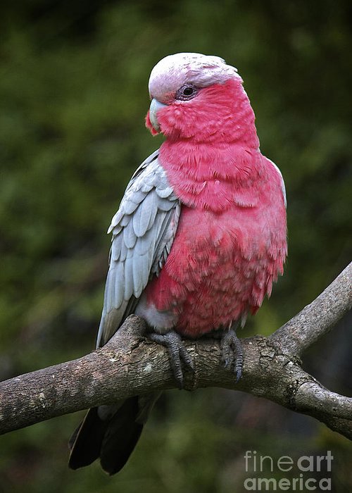 Розовый какаду (гала): описание, характер, содержание дома