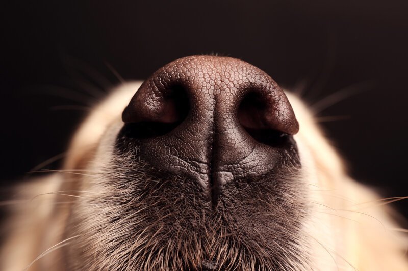 У собаки сухой нос: когда следует беспокоиться