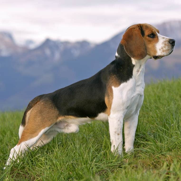 Бигль собака. описание, особенности, уход и цена бигля