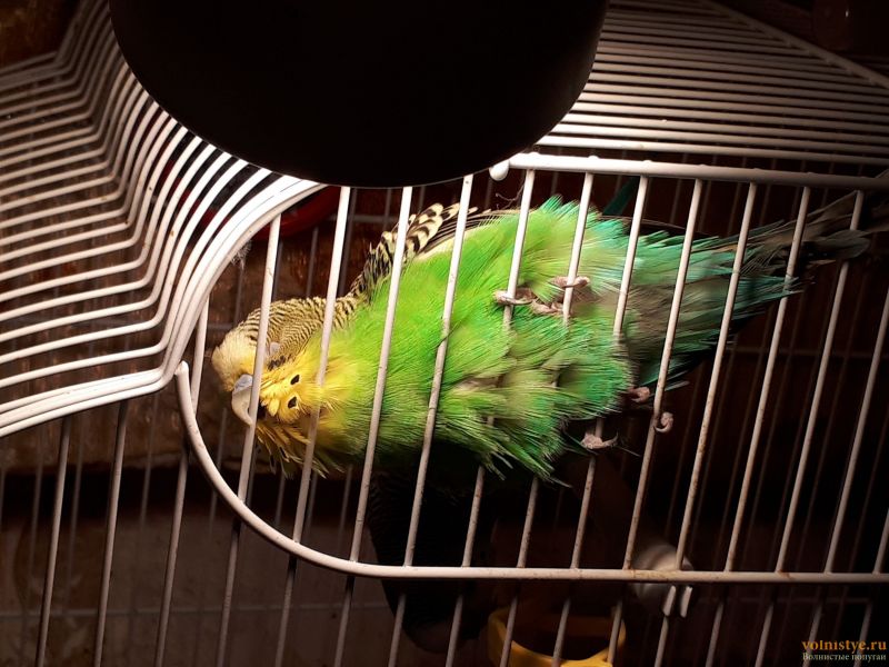 Как спят волнистые попугаи: время и условия для сна, правильный режим