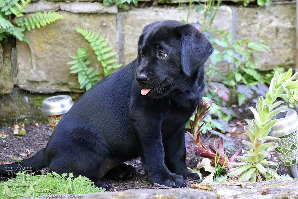 Окрасы лабрадоров (23 фото): описание собак серого и бежевого, серебристого, черно-белого и других цветов