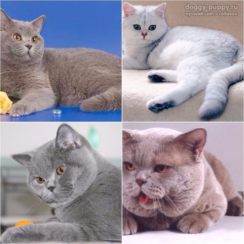 Британская порода кошек - содержание, характер, описание, фото