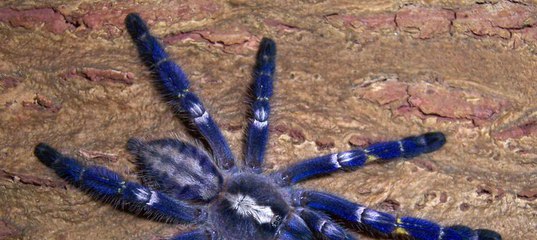 Poecilotheria metallica - wi-ki.ru c комментариями