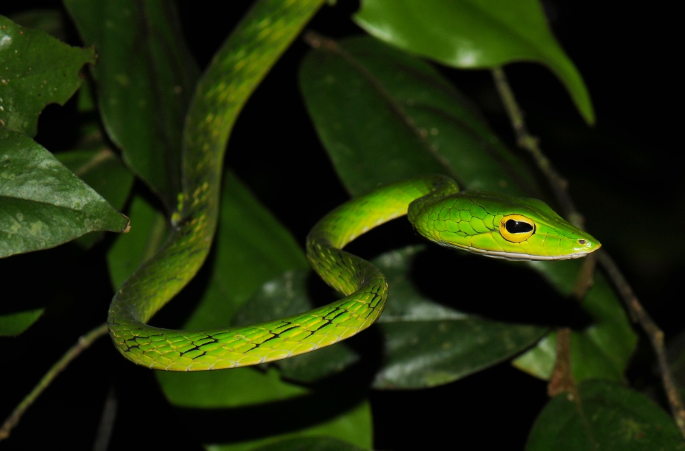 Плетевидная змея | описания и фото животных | некоммерческий учебно-познавательный интернет-портал зоогалактика