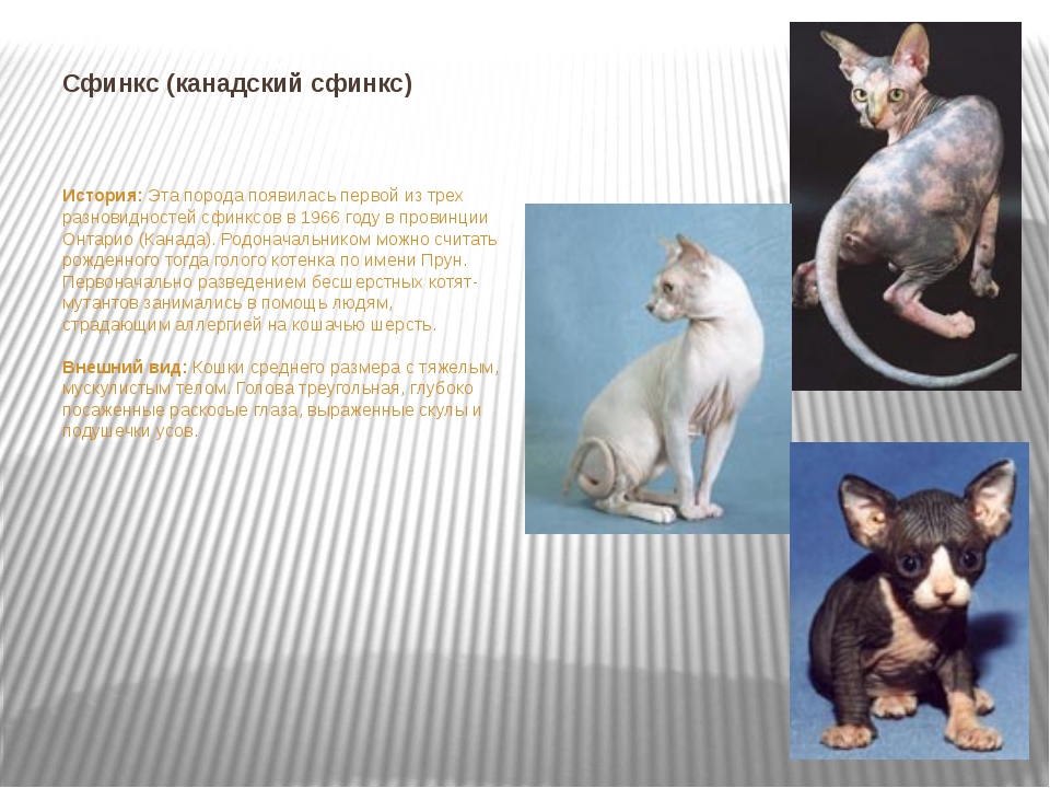 Кошка эльф – описание породы с фото от а до я