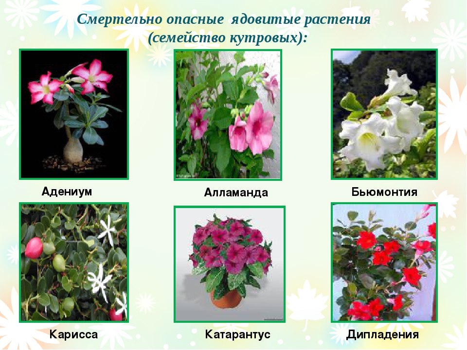 Комнатные цветы фото и описание