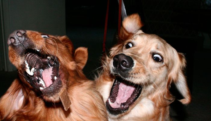 Самые смешные породы собак с фото