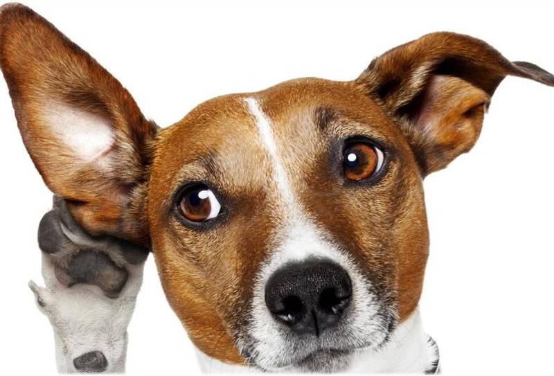 Зачем собаки наклоняют голову, когда слушают хозяина
