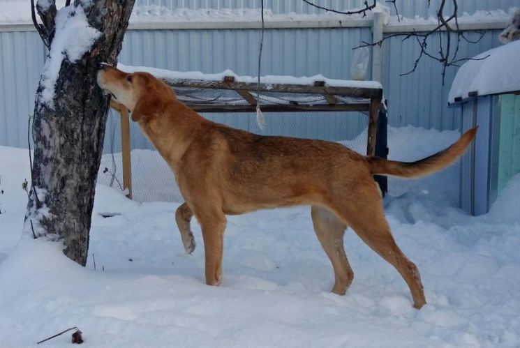 Русская пегая гончая – первоклассная охотничья собака