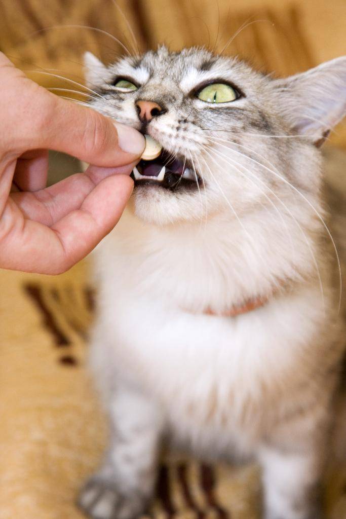 Как дать таблетку кошке (фото + видео): безопасные способы и рекомендации ветеринаров