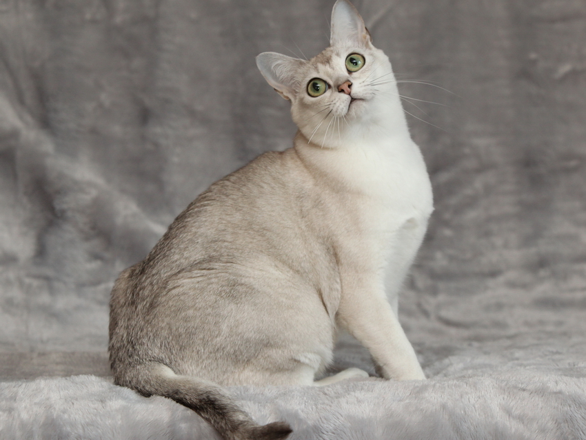 Бурмилла кошка : содержание дома, фото, купить, видео, цена