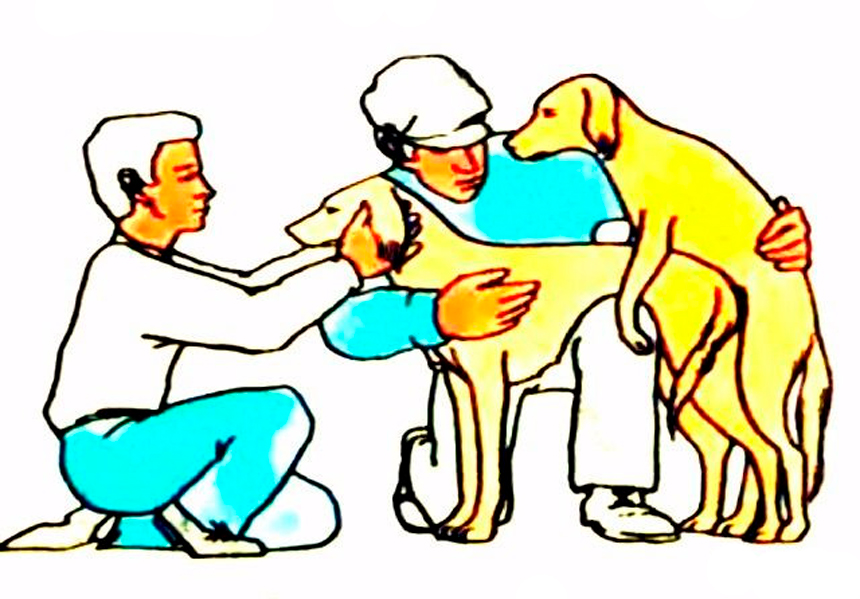 Правила вязки собак: подготовка, как происходит случка, последствия