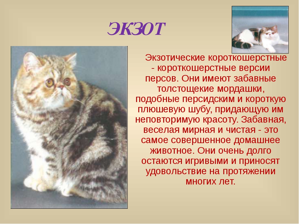 ᐉ короткошерстные кошки - ➡ motildazoo.ru