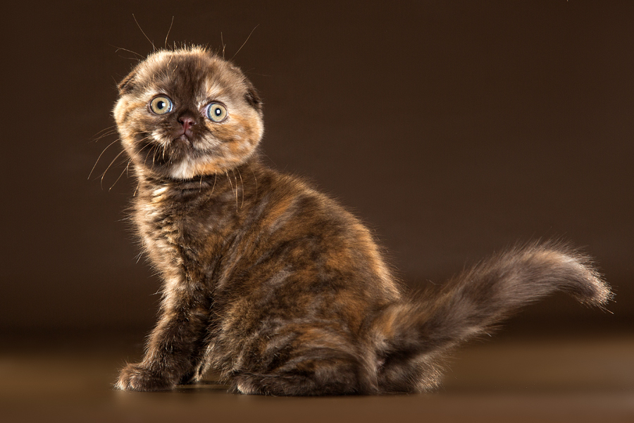 Черепаховая кошка: окрас, фото, характер
