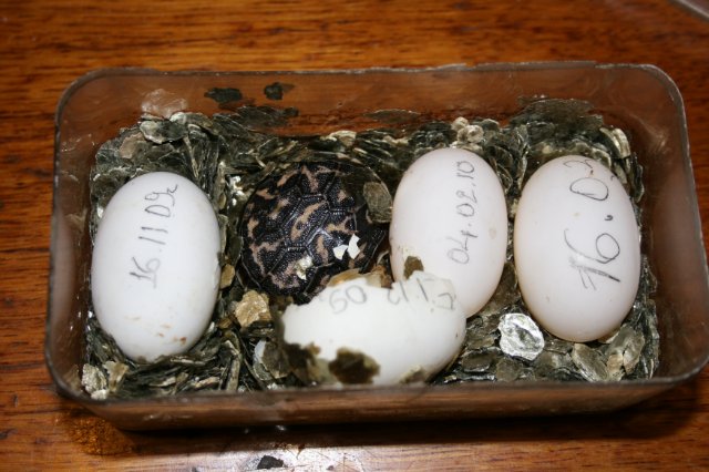 ᐉ яйца красноухой черепахи, как определить беременность и что делать если черепаха снесла яйцо - zoopalitra-spb.ru