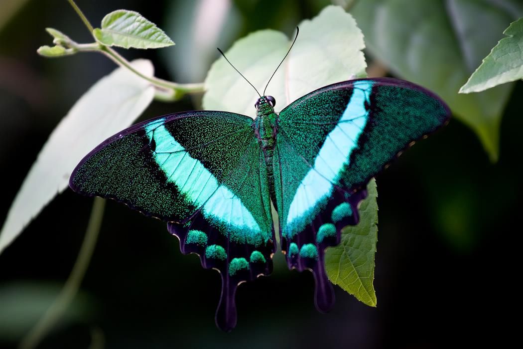 Породы бабочки: названия, описание, фото - лабуда - медиаплатформа миртесен