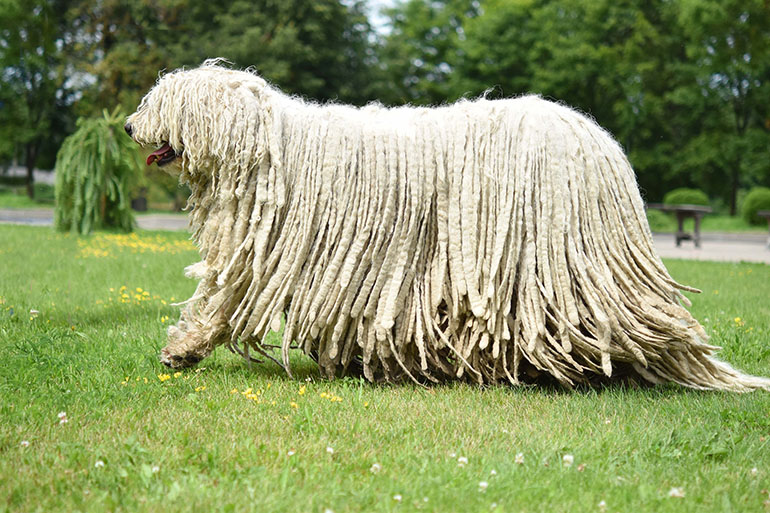Комондор (венгерская овчарка): описание породы, характеристики и особенности :: syl.ru