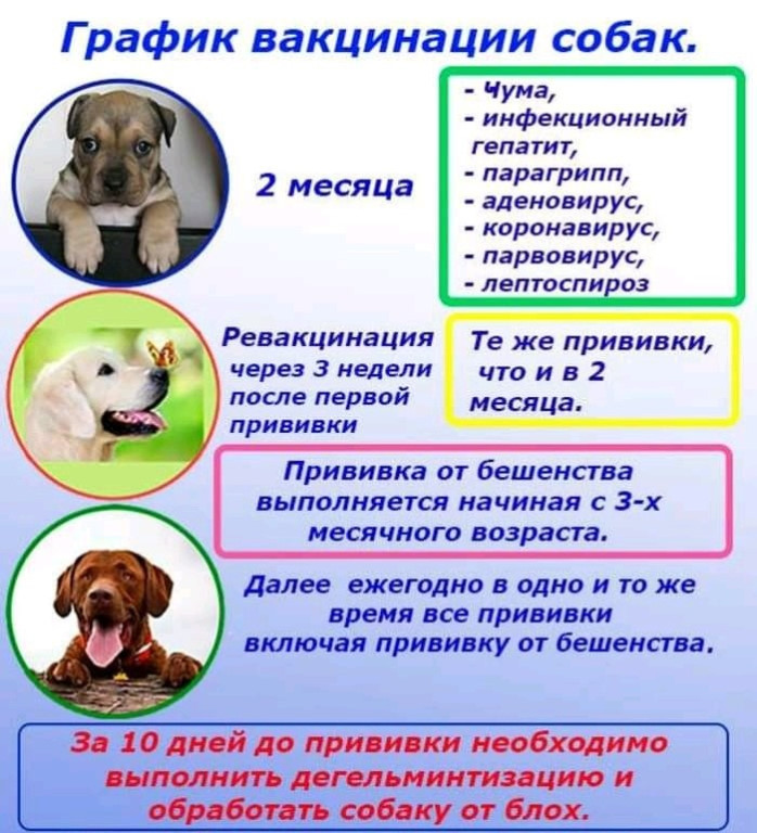 Прививки щенкам │ какие первые прививки нужны щенку │ до и после процедуры
