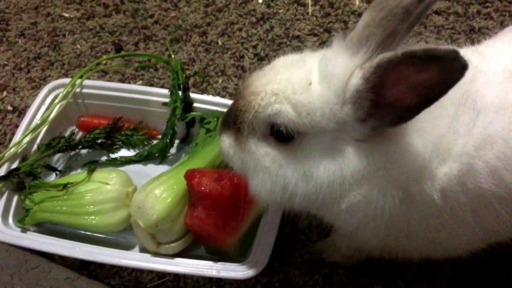 Можно ли кормить карликовых кроликов мандаринами и другой экзотикой