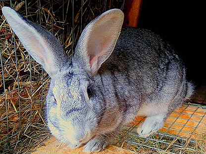 Кролики фландры (35 фото): описание породы бельгийский великан, разведение и содержание в домашних условиях