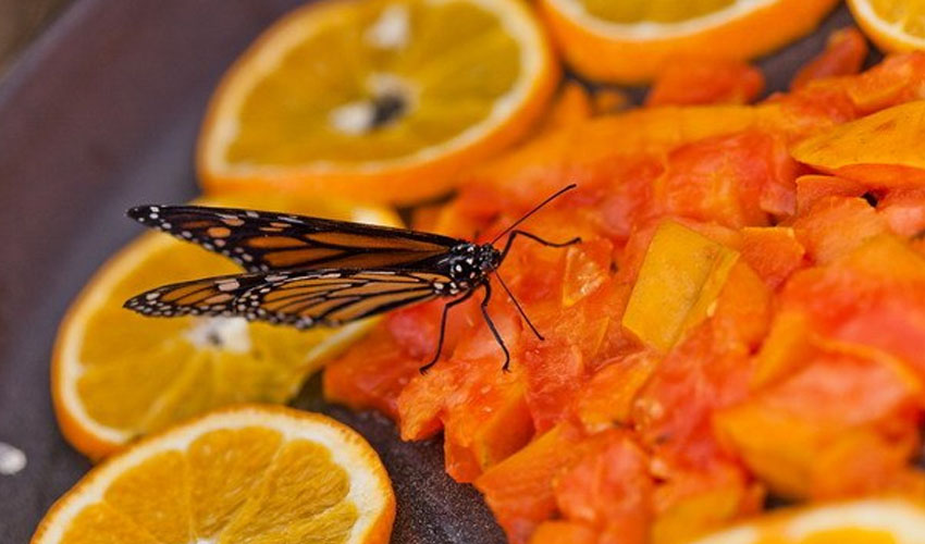 Что ест бабочка - рацион питания бабочек